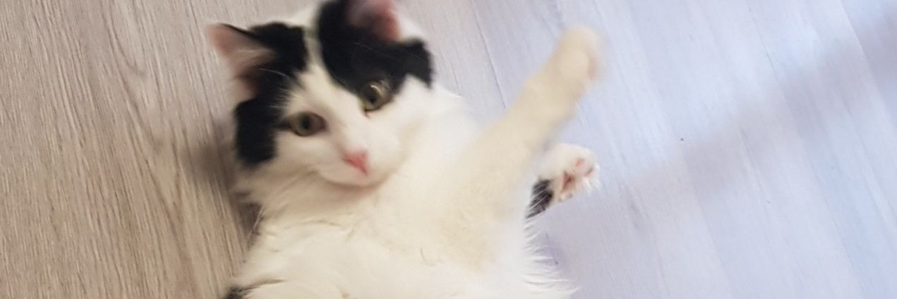 dossing_solene's profile banner image