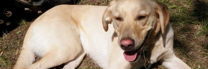 MizzzV's profile banner image