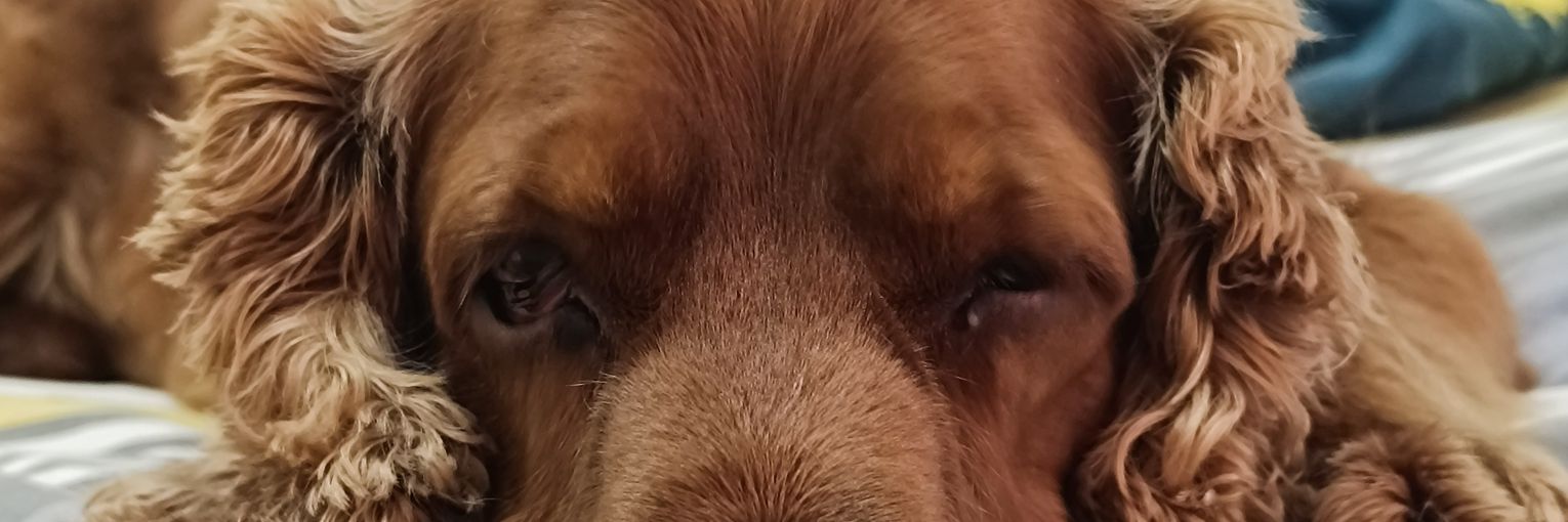 iamiulius's profile banner image