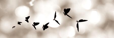 alexandra2466's profile banner image