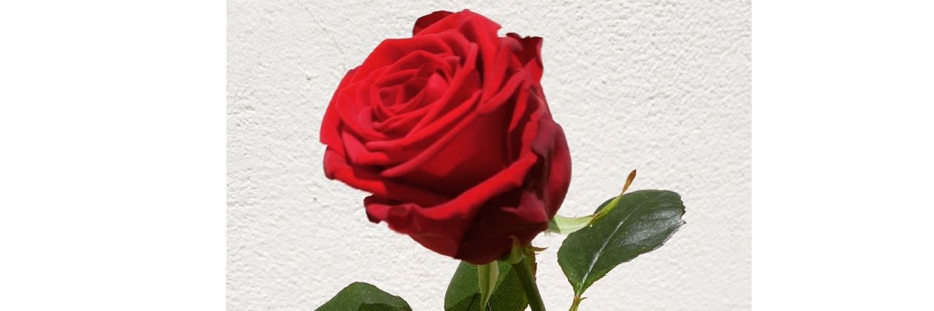 Clara_Dla's profile banner image