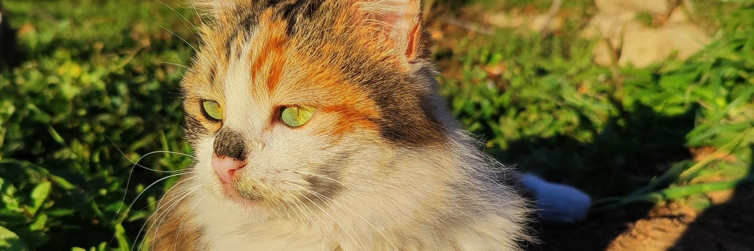 ehmednetirk's profile banner image