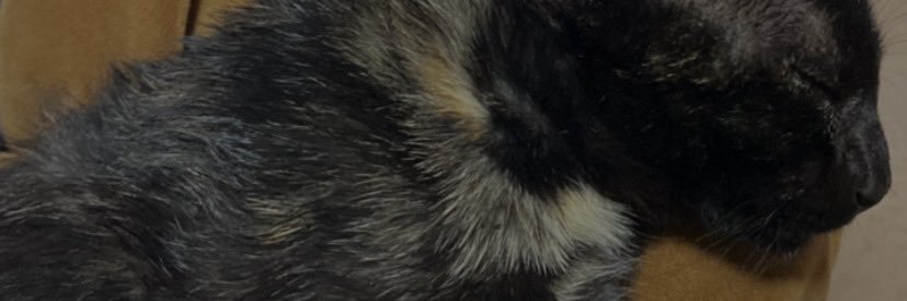 Amoowrr's profile banner image