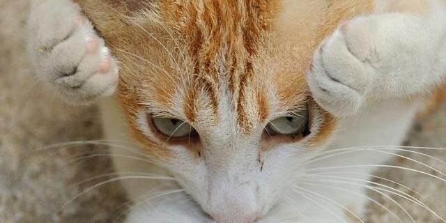 catheadnyan's profile banner image