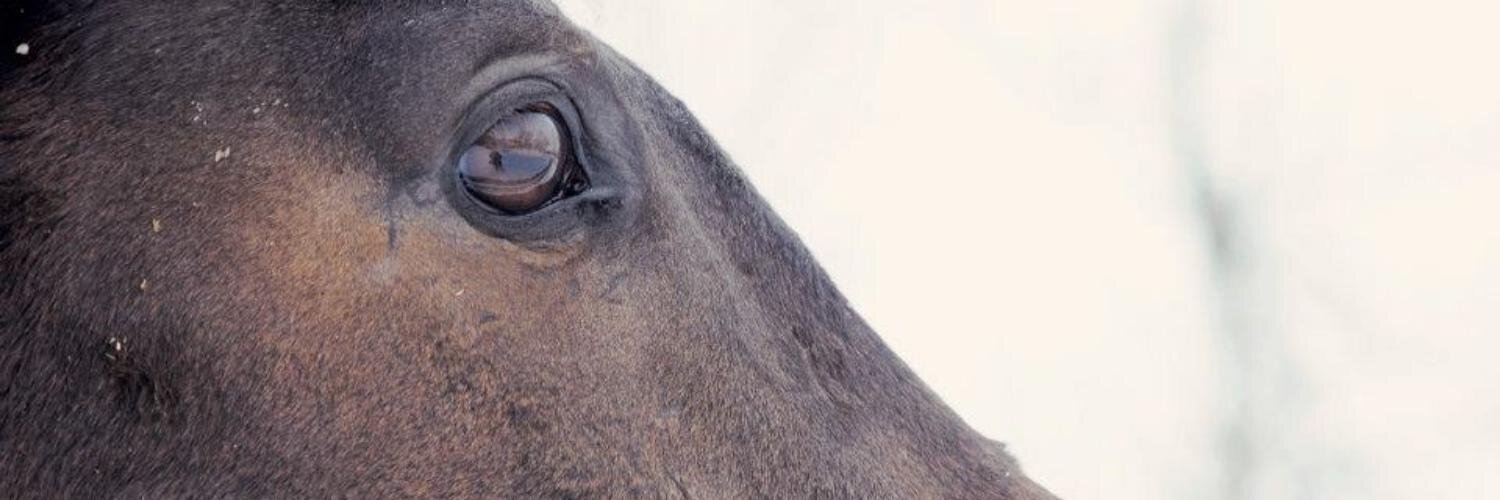 Spruce_Meadow's profile banner image