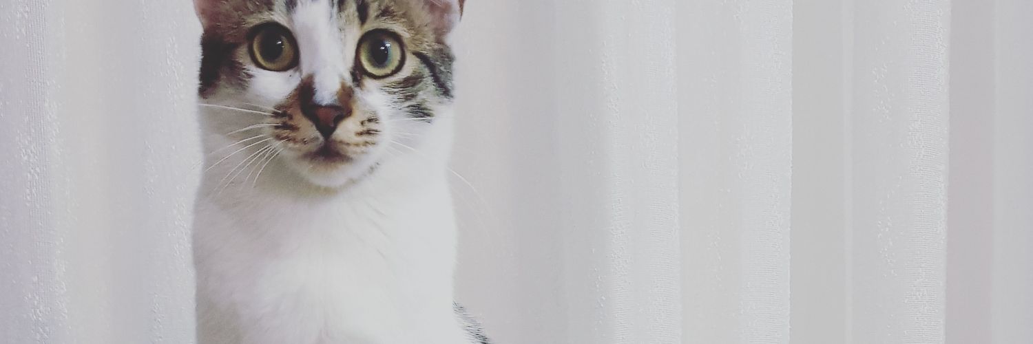 ekinsevimm's profile banner image