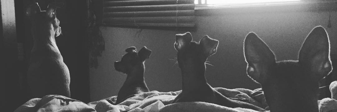 quinrods_'s profile banner image