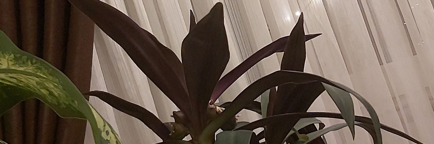 ASAFIMCA's profile banner image