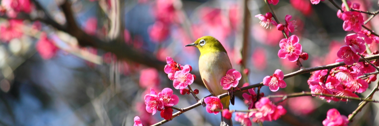 The Gov't of Japan banner