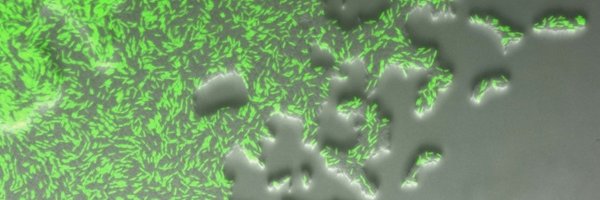saramitri Profile Banner