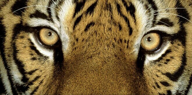 MUT4T's profile banner image