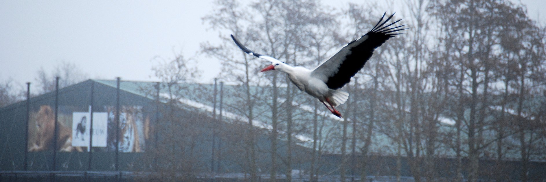 AhAlfred65's profile banner image