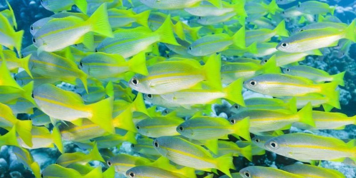 Veronica Frank banner