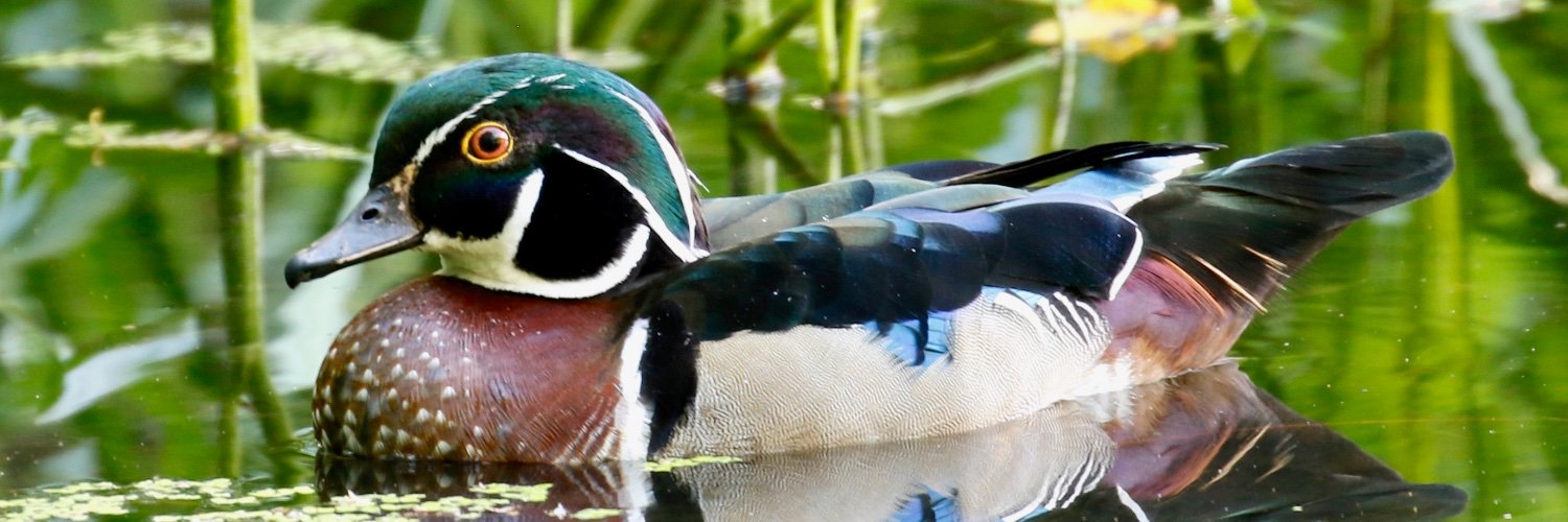 Bird_Explorers's profile banner image
