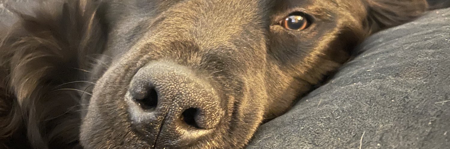 kdoconnor27's profile banner image