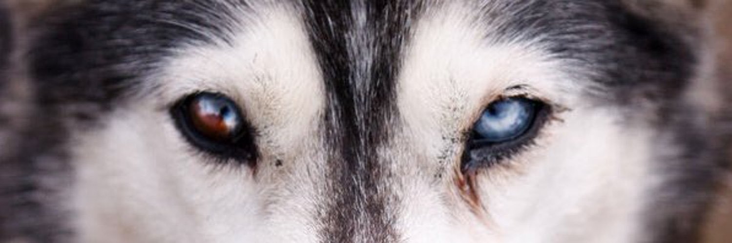 HarlemHuskiesFB's profile banner image