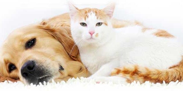 SKSAnimals's profile banner image