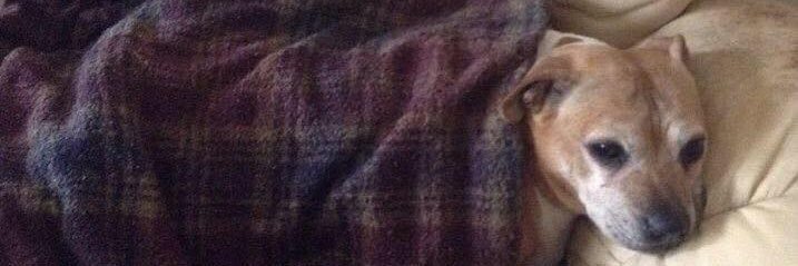 KiltimaghGirl's profile banner image