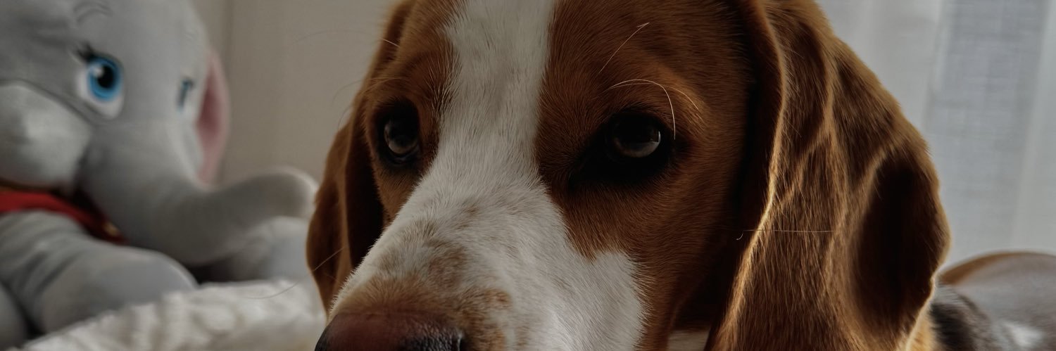 Bea🦋 banner