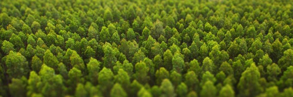 New Forests banner