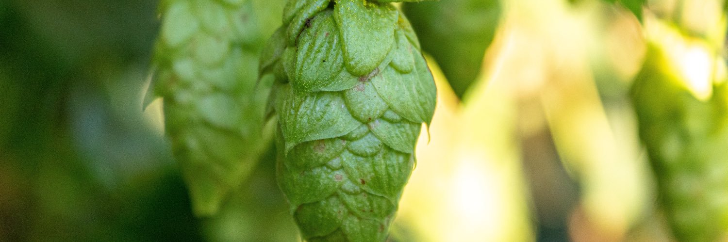 El Dorado Hops banner