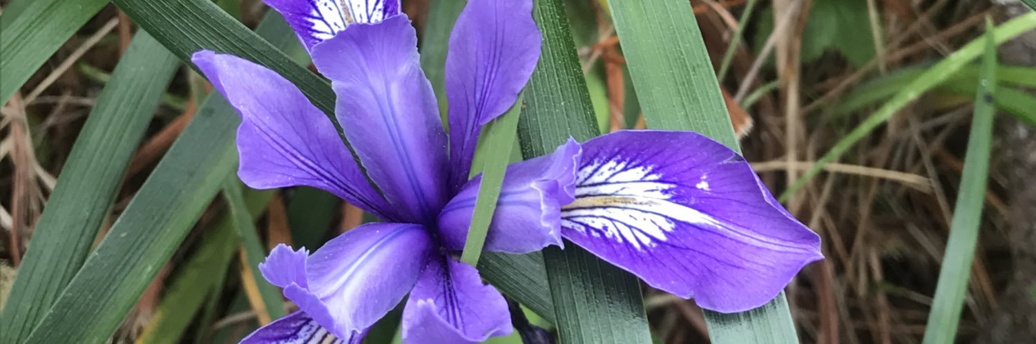 ColleenTurrell's profile banner image