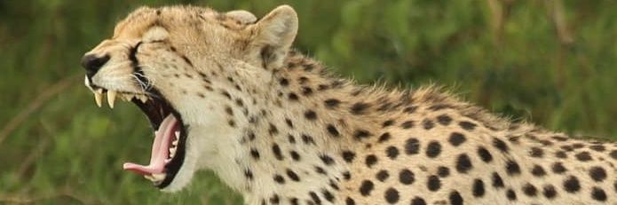denzminja271's profile banner image