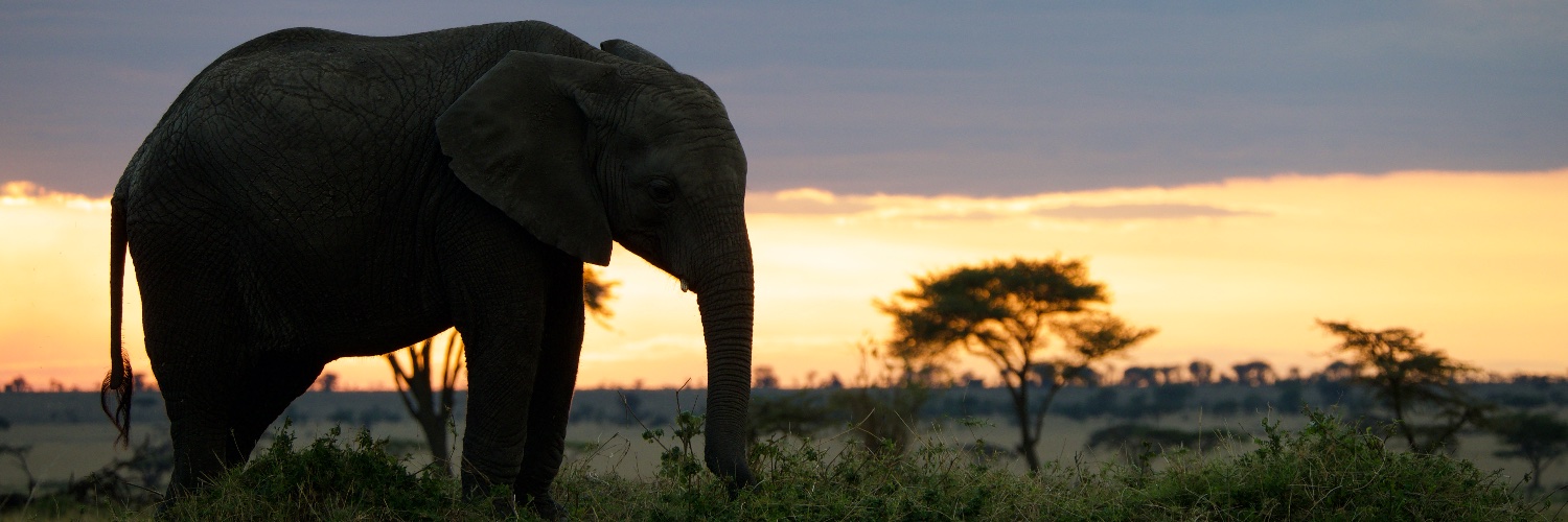 Gordon Schacter banner