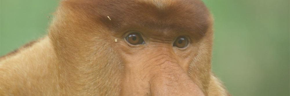 shadonke's profile banner image