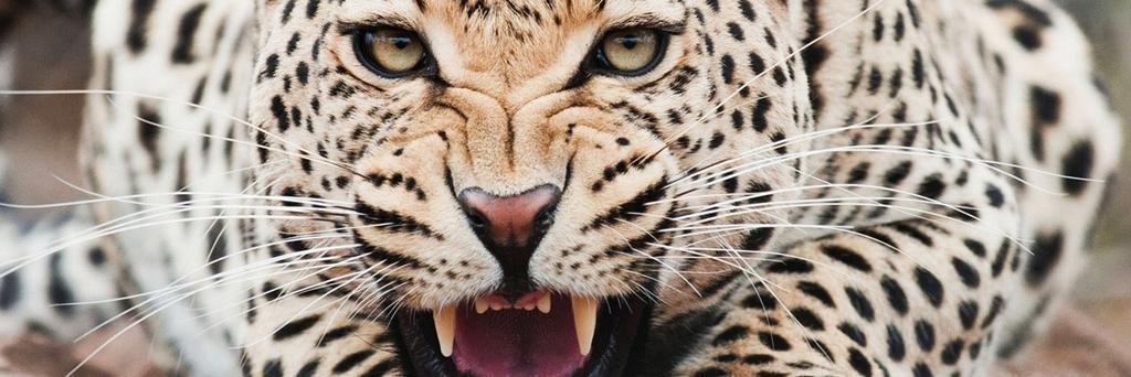 GAJagFootball's profile banner image