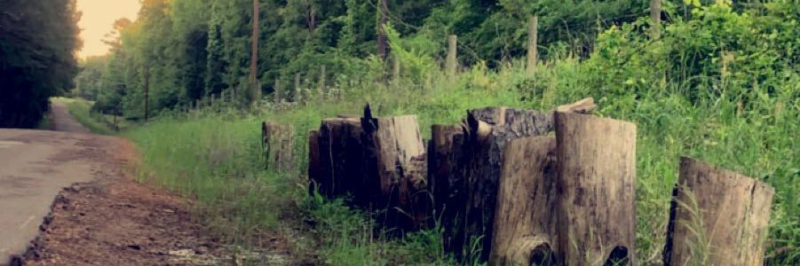 SeraiahScamardo's profile banner image