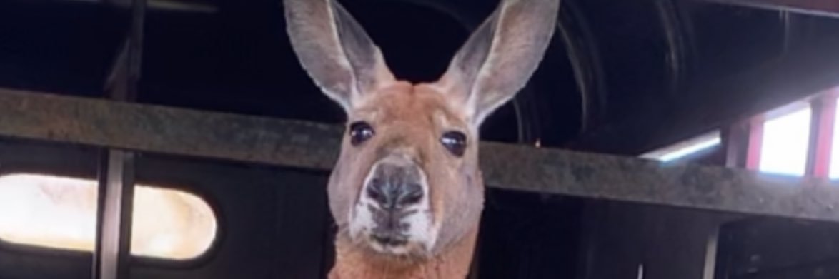 MommaNault's profile banner image