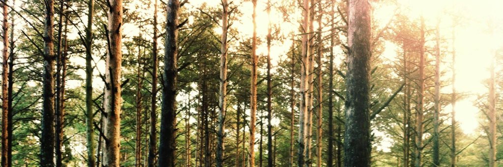 Albert Solé-Daura banner