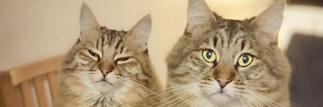 fayeeharrison's profile banner image