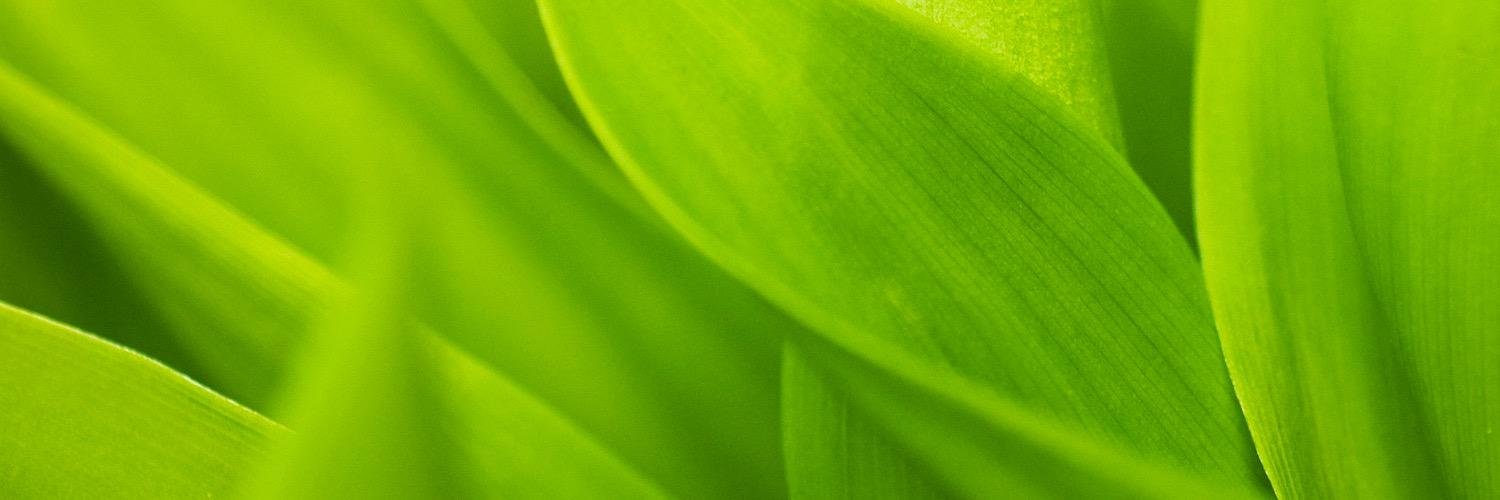 SproutBrand's profile banner image