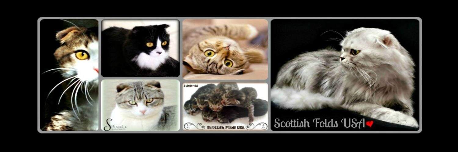 ScottishFoldsUS's profile banner image