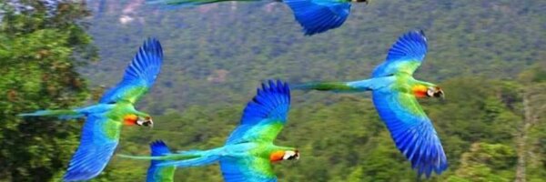 Optimistic477 Profile Banner