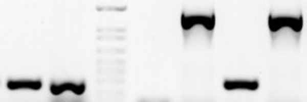 DavidRcoMark Profile Banner