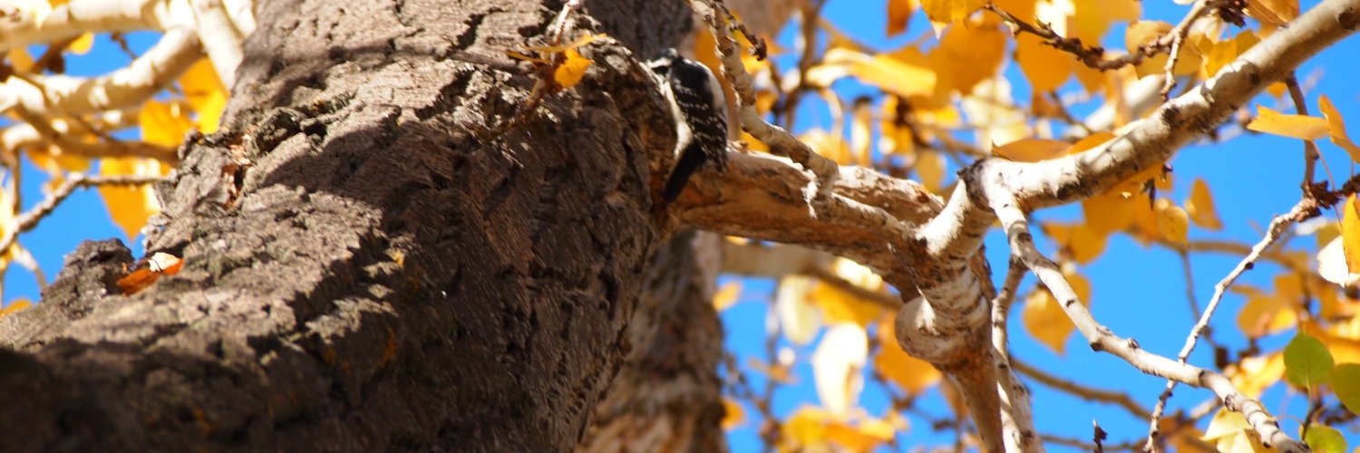 Joe McCaffery banner