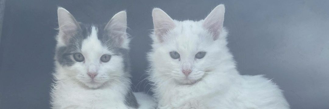 licker224's profile banner image