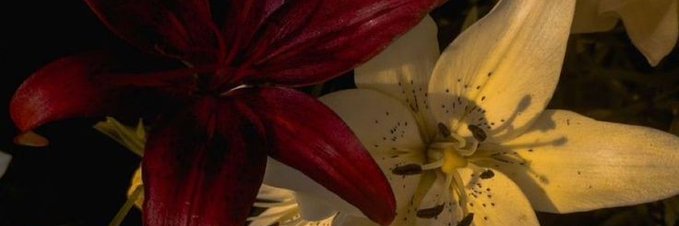 melucherry_'s profile banner image