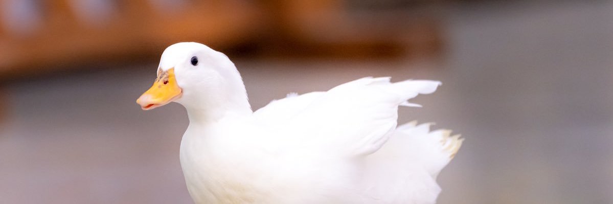 mayalin20's profile banner image
