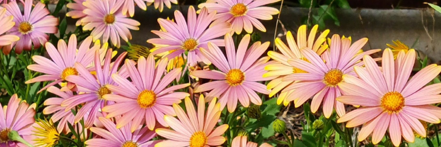 dragonflyautumn's profile banner image