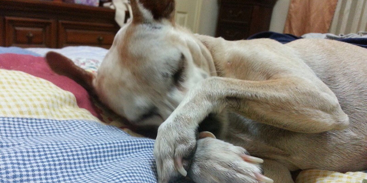Aggie_The_Dog's profile banner image
