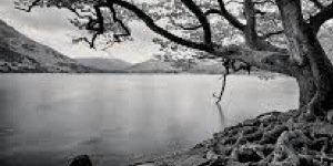 CunningHaven's profile banner image