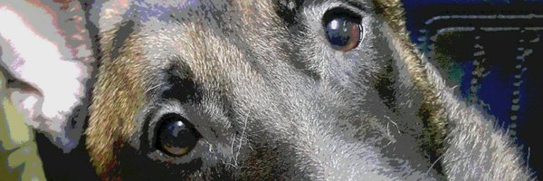 PETPOSITIVE Profile Banner