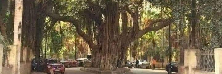 Merche 📚🌲🐶🌳⚖️ 🇯🇴 banner