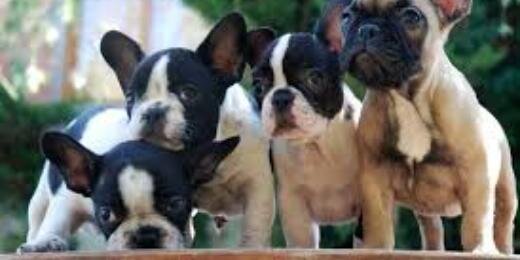 BulldogFrances3's profile banner image