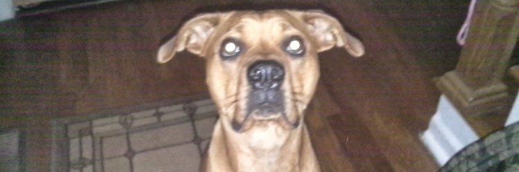 Papa_berrr's profile banner image
