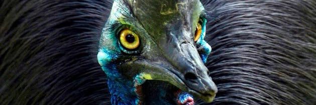 MissusKay 💚🤍💜🦖🇦🇺 banner